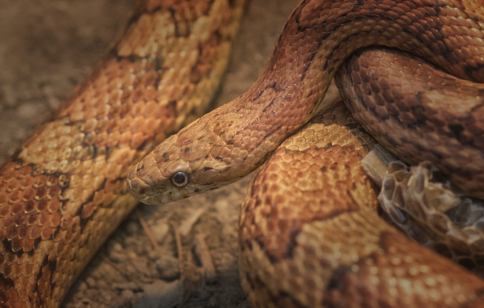 Kornnatter Foto & Bild tiere, zoo, wildpark & falknerei, amphibien