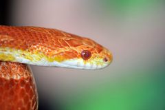 Kornnatter (corn snake)