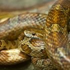 Kornnatter - fotografiert im Neu-Ulmer Terrarium