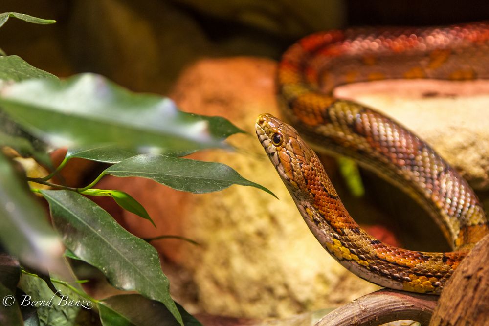 Kornnatter im Zoo Münster