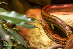 Kornnatter im Zoo Münster