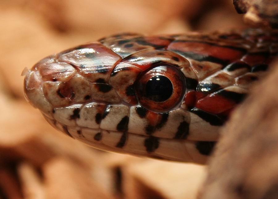 Kornnatter (Pantherophis guttatus)