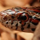 Kornnatter (Pantherophis guttatus)