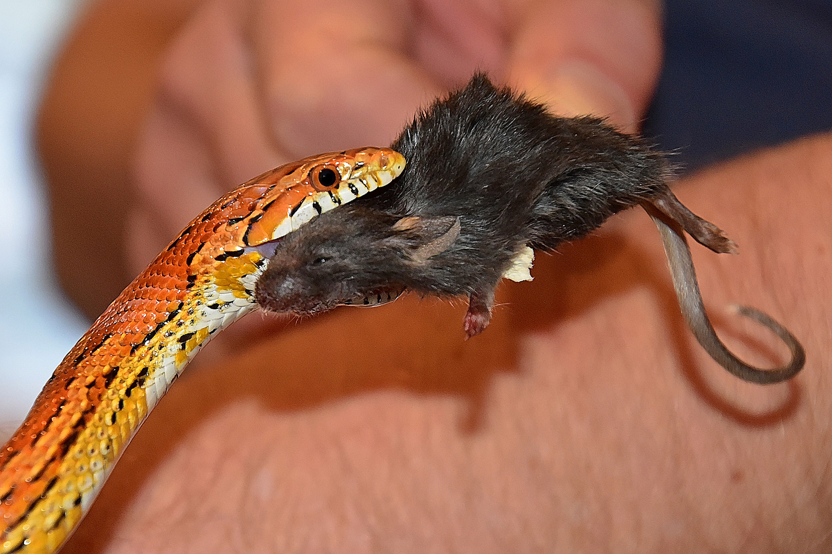 Kornnatter (Pantherophis guttatus)