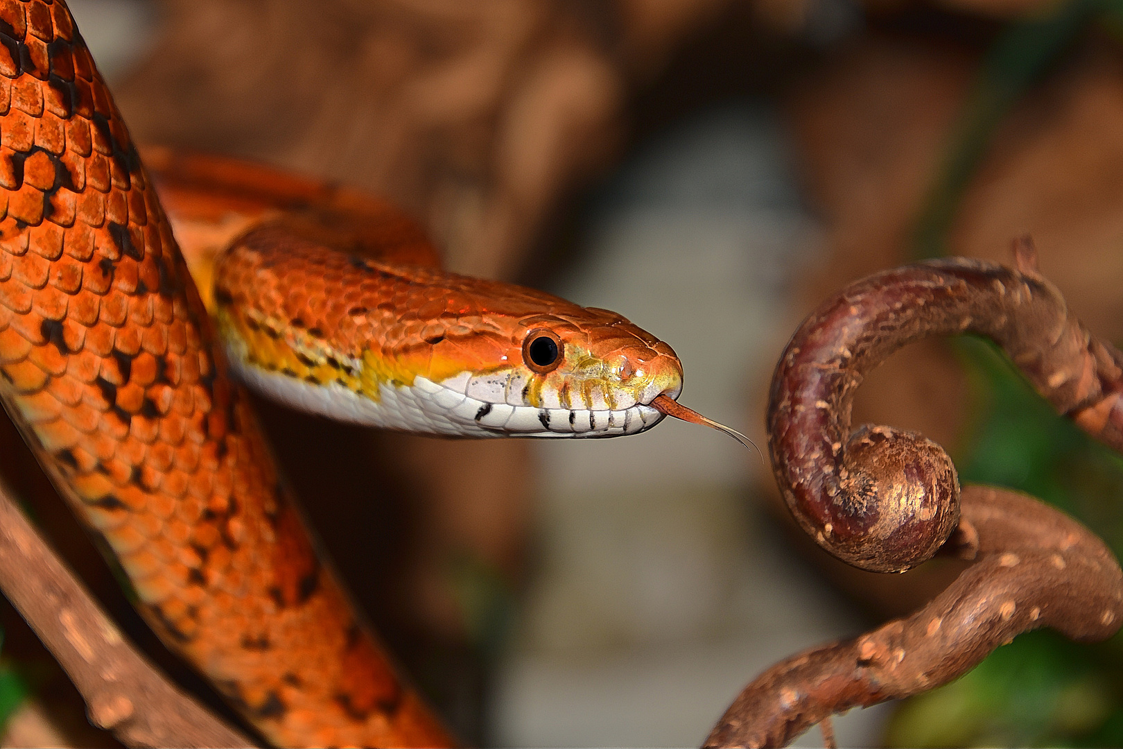 Kornnatter (Pantherophis guttatus)