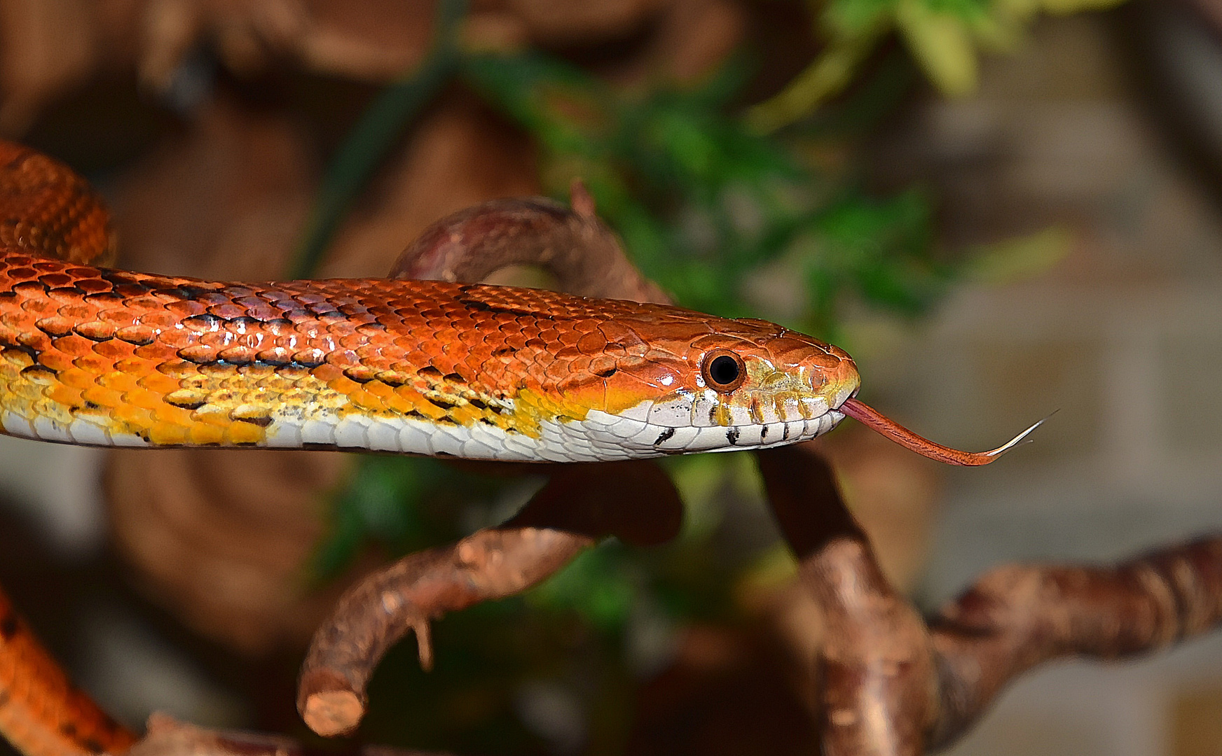 Kornnatter (Pantherophis guttatus)