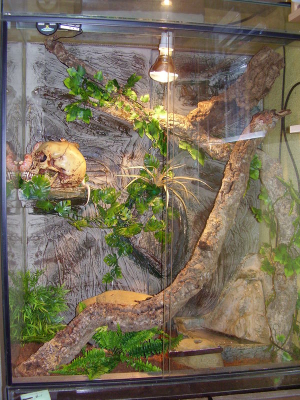 Kornnatter Terrarium Foto & Bild tiere, haustiere, terraristik Bilder