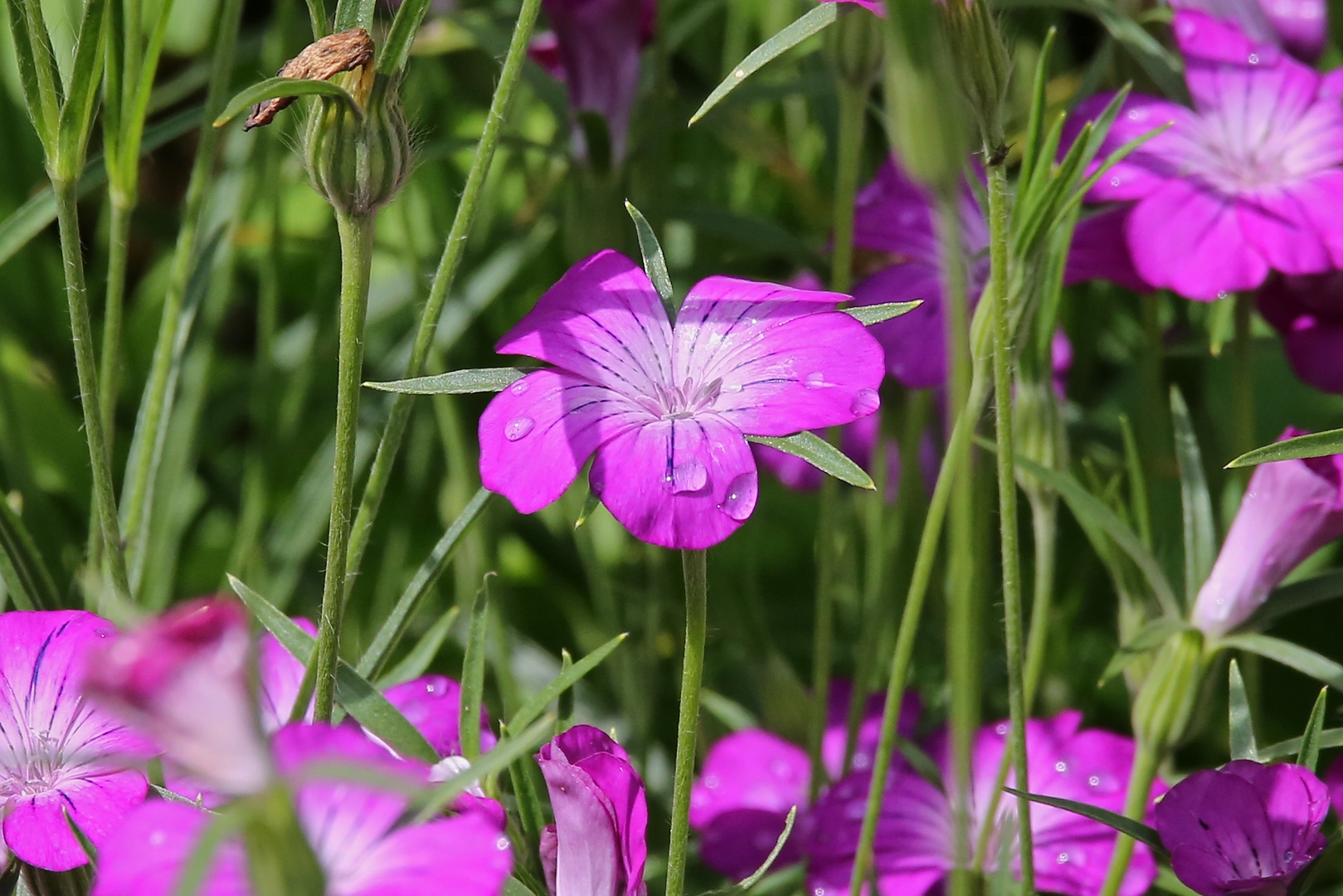 Kornrade (2016_06_18_EOS 6D_6467_ji)