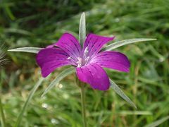 Kornrade (Agrostemma githago) in unserem Garten