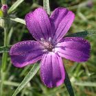 Kornrade (Agrostemma githago) in unserem Garten