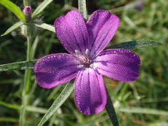 Kornrade (Agrostemma githago) in unserem Garten