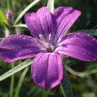 Kornrade (Agrostemma githago) in unserem Garten