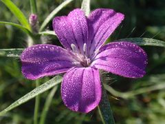 Kornrade (Agrostemma githago) in unserem Garten