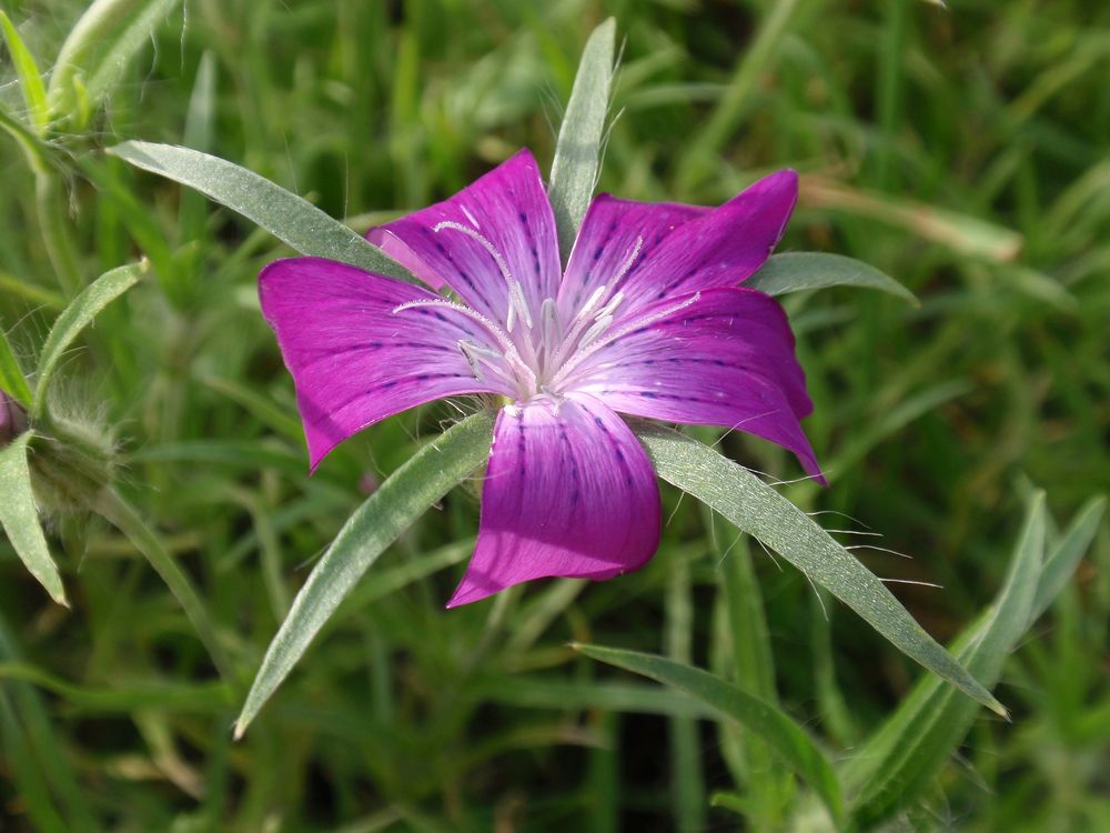 Kornrade (Agrostemma githago) in unserem Garten