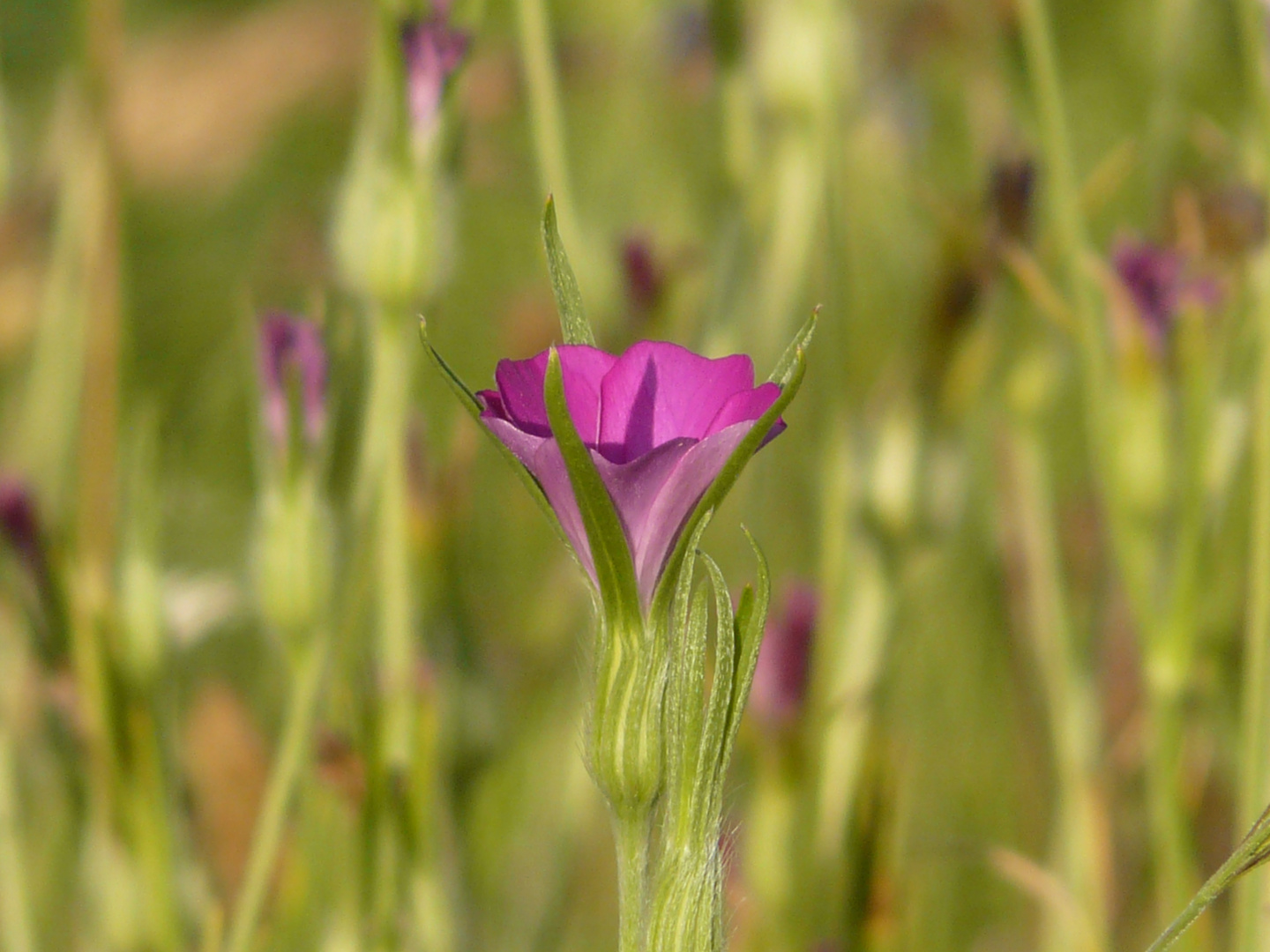 Kornrade (Agrostemma githago) P1250279