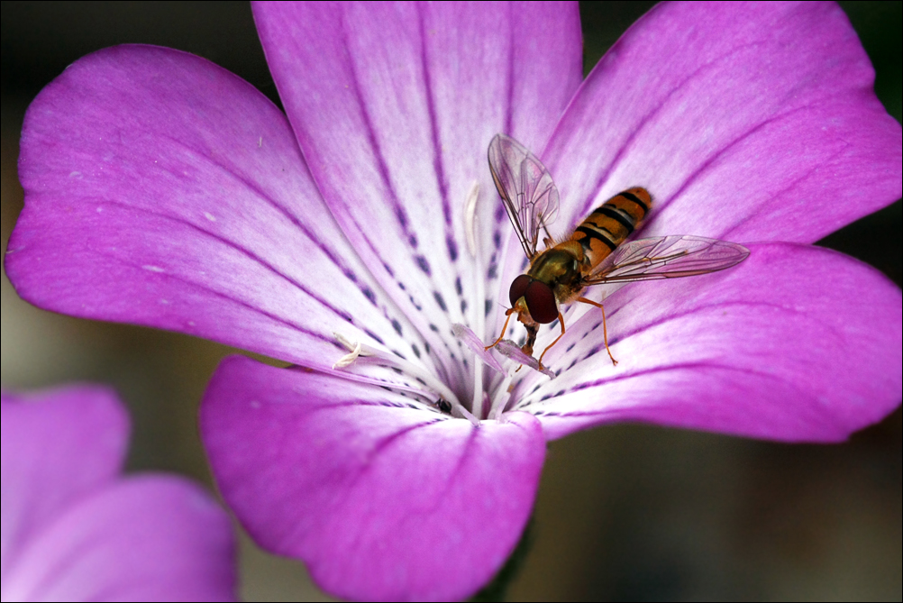 Kornrade mit Hain-Schwebfliege