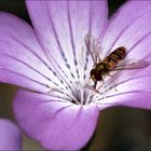 Kornrade mit Hain-Schwebfliege