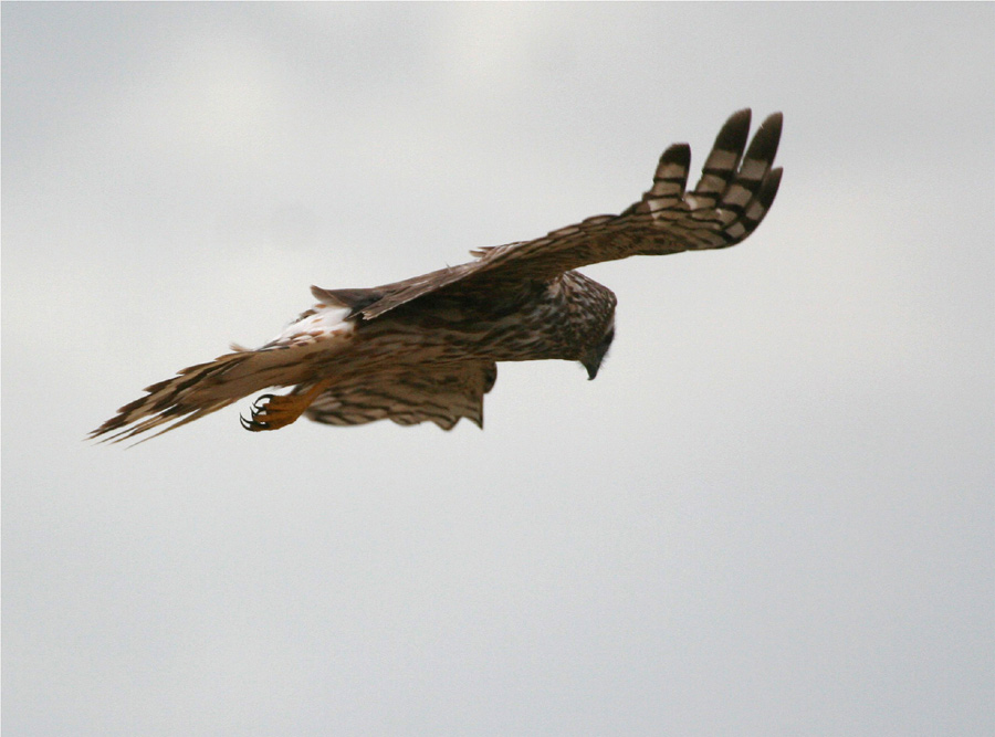 Kornweihe, Adult Weibchen