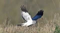 Kornweihe auf der Jagd