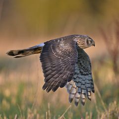 Kornweihe auf der Jagd