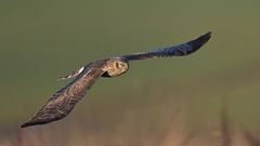 Kornweihe auf der Jagd