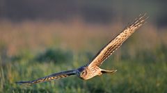 Kornweihe auf der Jagd