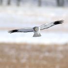 Kornweihe (Circus cyaneus) , Terzel im Winter 