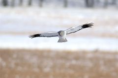 Kornweihe (Circus cyaneus) , Terzel im Winter 