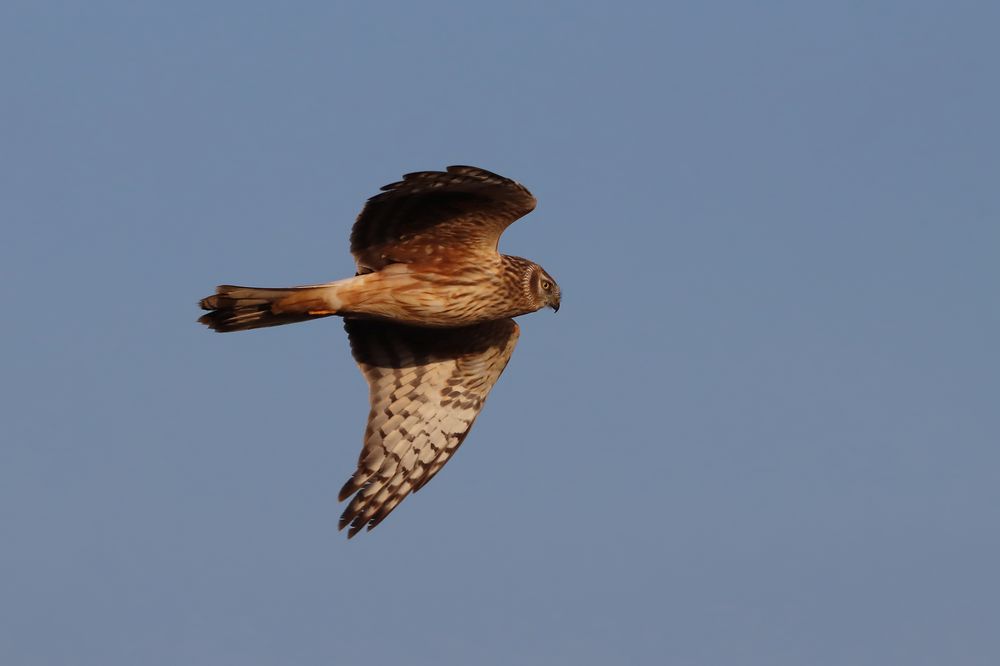 Kornweihe (Circus cyaneus) Weibchen