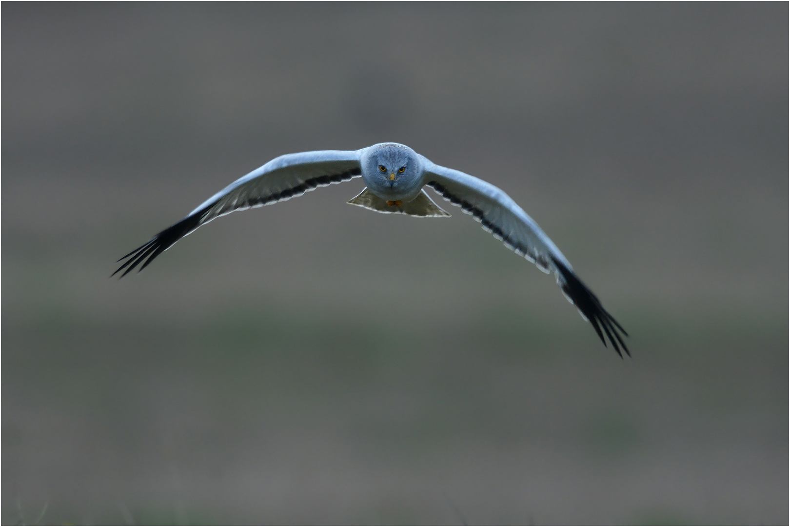 Kornweihe im Anflug