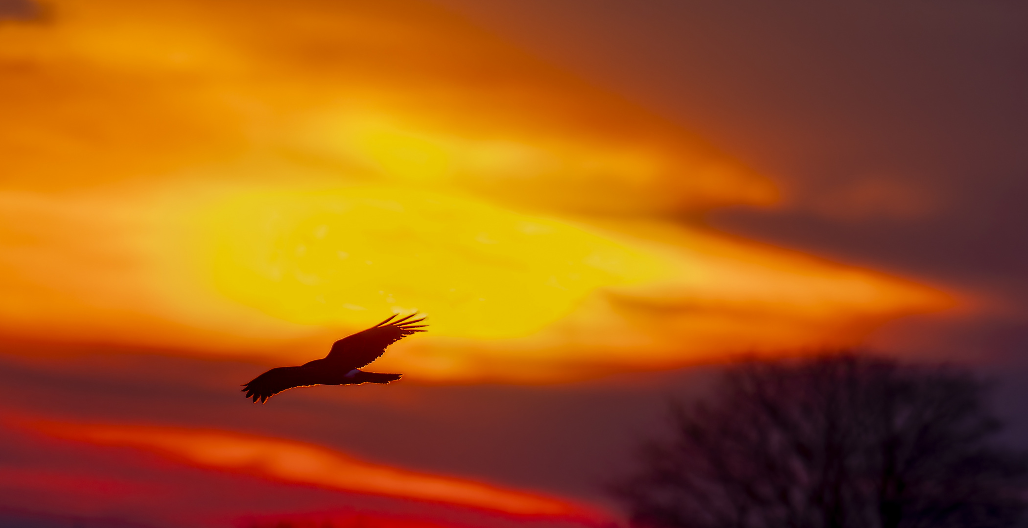 Kornweihe im Sonnenaufgang