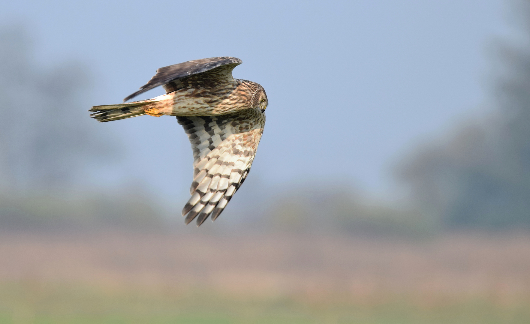 Kornweihe im Suchflug