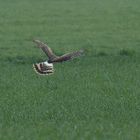 Kornweihe im typischen Suchflug