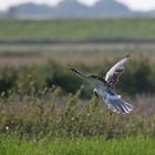 Kornweihe, M vorj. Ende August