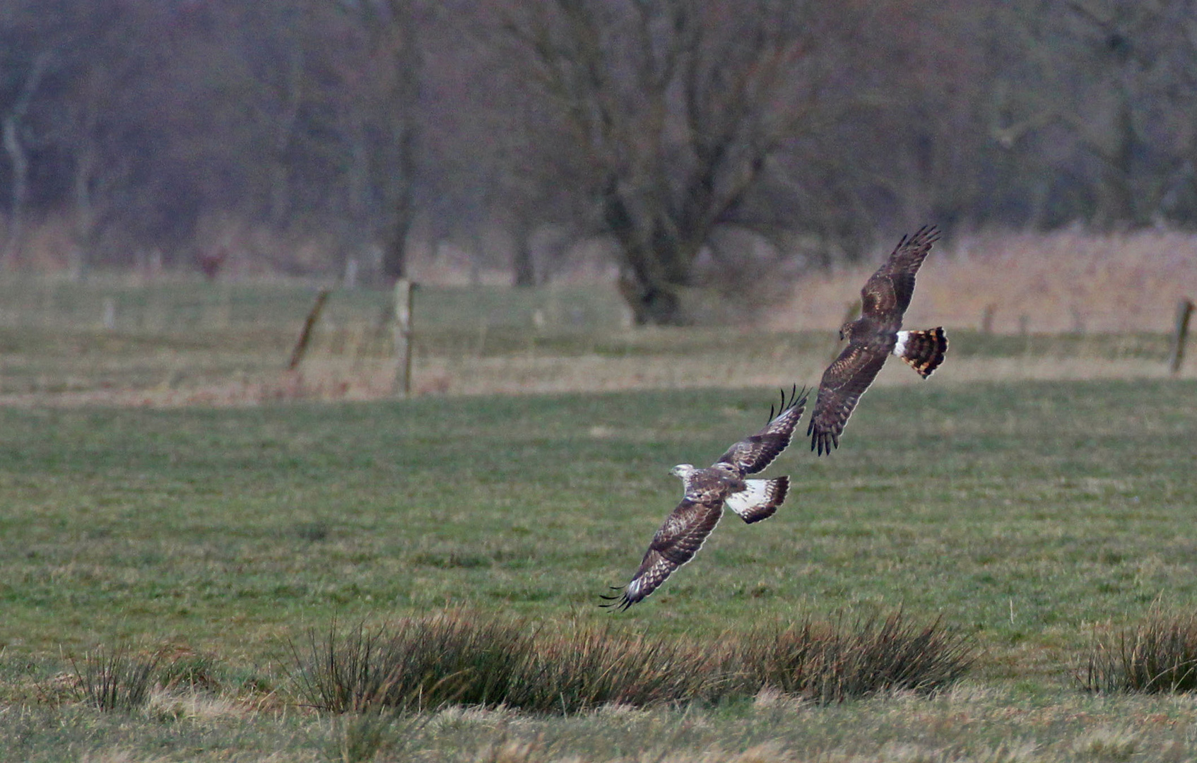 Kornweihe und Raufußbussard