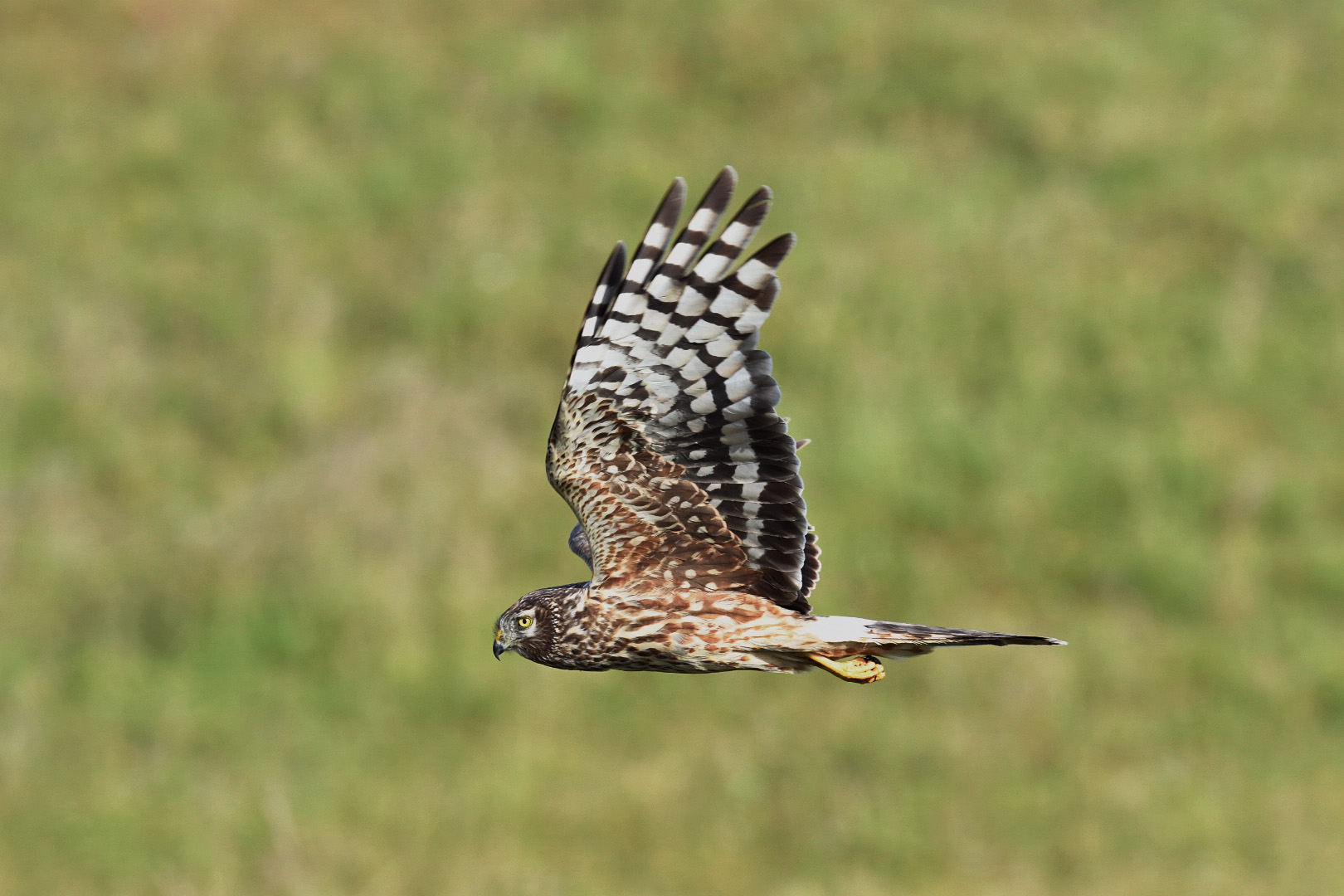 Kornweihe Weibchen