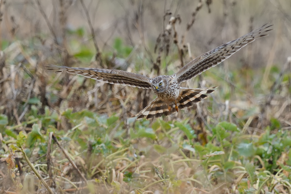 Kornweihe Weibchen auf Suchflug