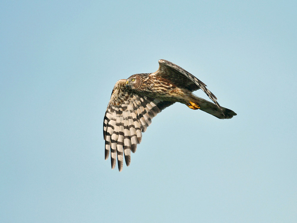 Kornweihe. Weibchen im Flug.