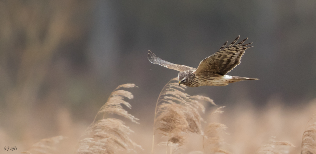 Kornweihe weibchen/juvenile