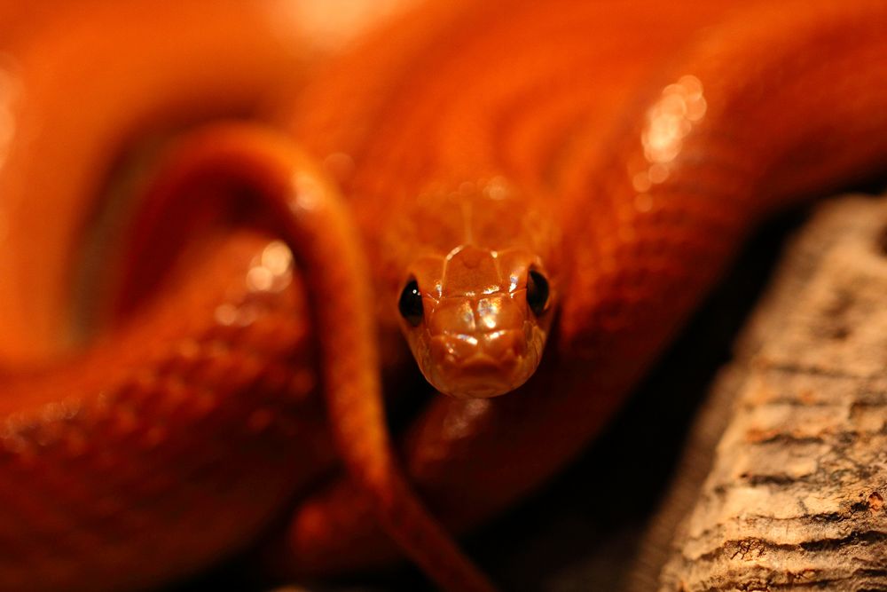 Korny Foto & Bild naturmakros, naturkreativ, aufnahmetechniken