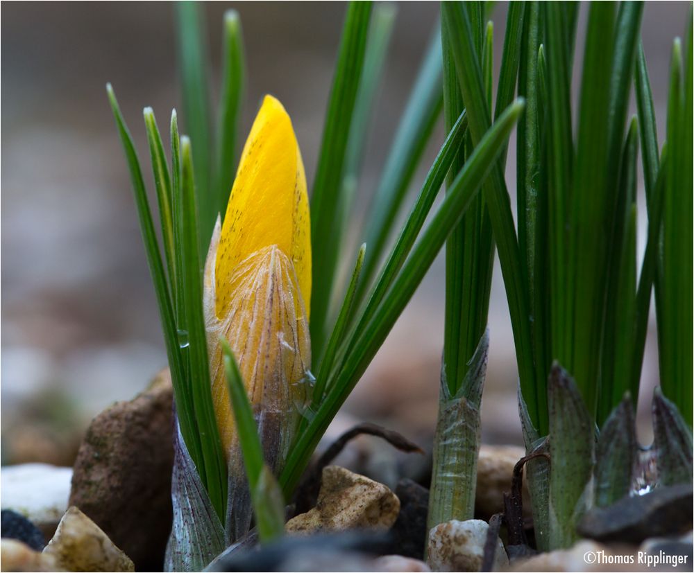 KorolkowKrokus (Crocus korolkowii) Foto & Bild pflanzen, pilze