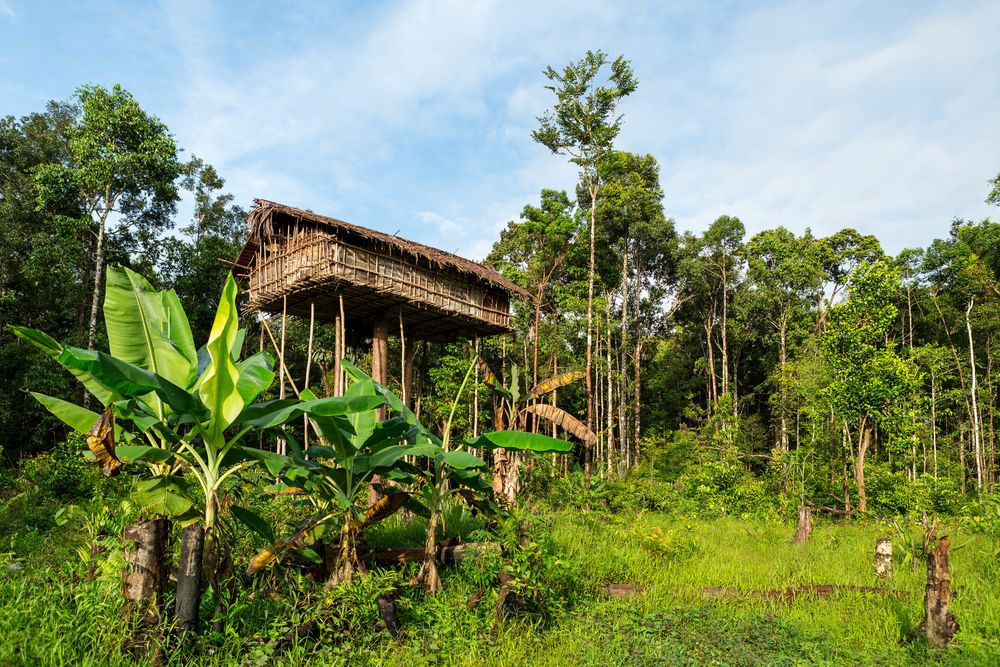 Korowai Baumhaus