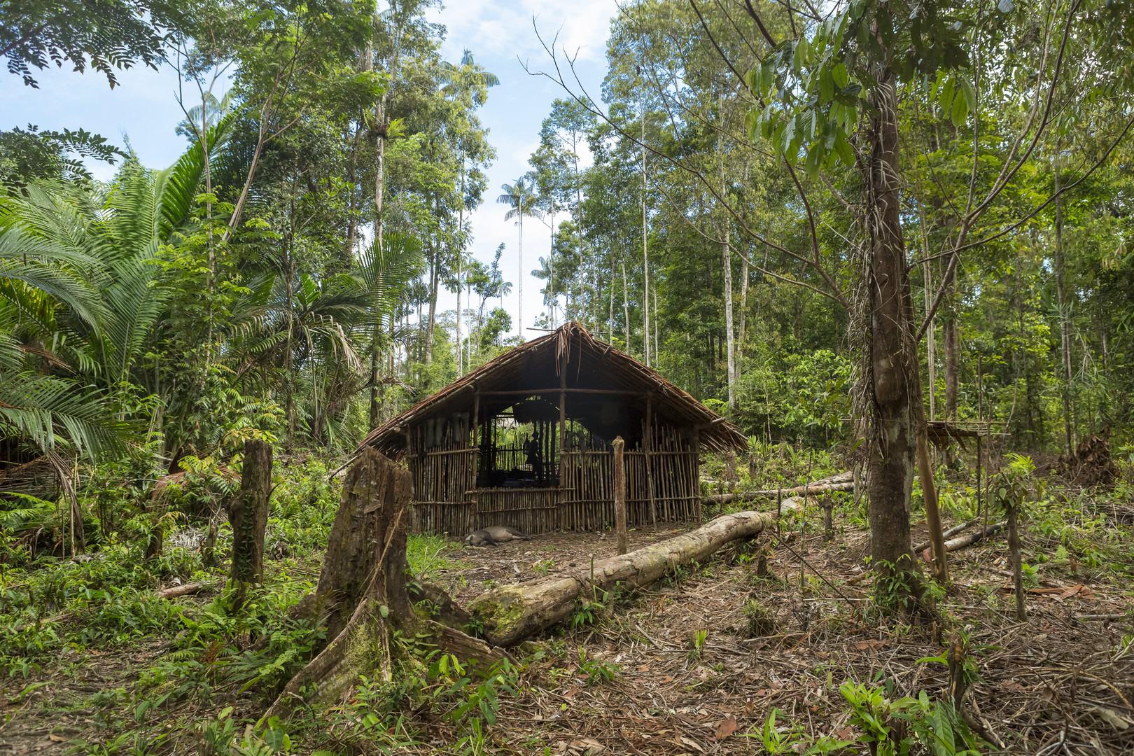 Korowai guesthouse