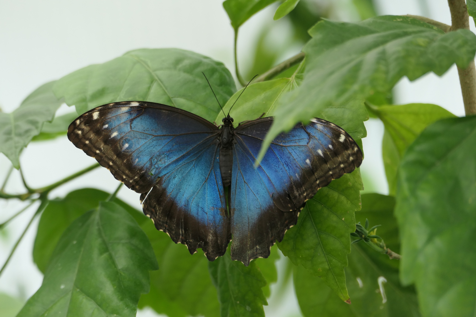 Korrektur: Blauer Morphofalter oder auch Himmelsfalter (kein Großer Bananenfalter)