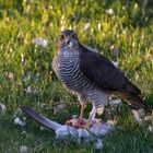 Korrektur "Sperber" - in unserem Garten