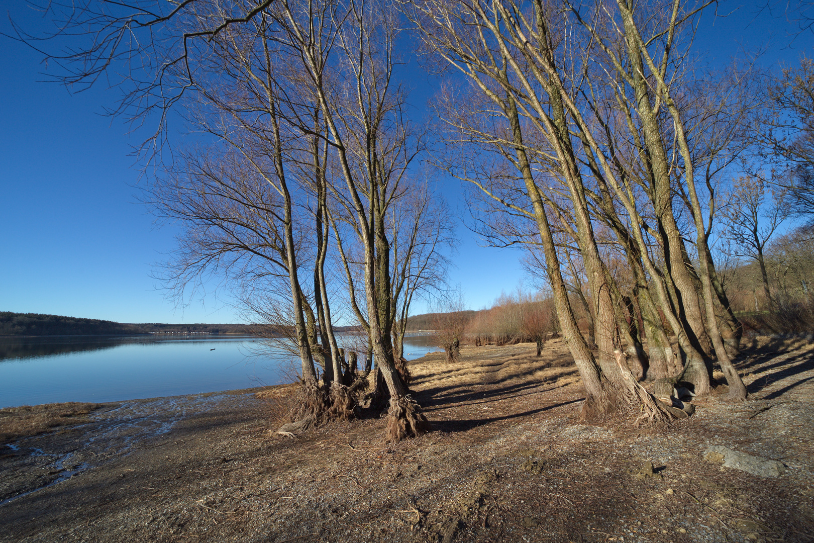korrige Bäume am Ufer des Möhnesees