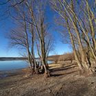 korrige Bäume am Ufer des Möhnesees