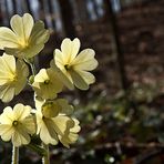 korrigiert:  *Hohe Schlüsselblume*