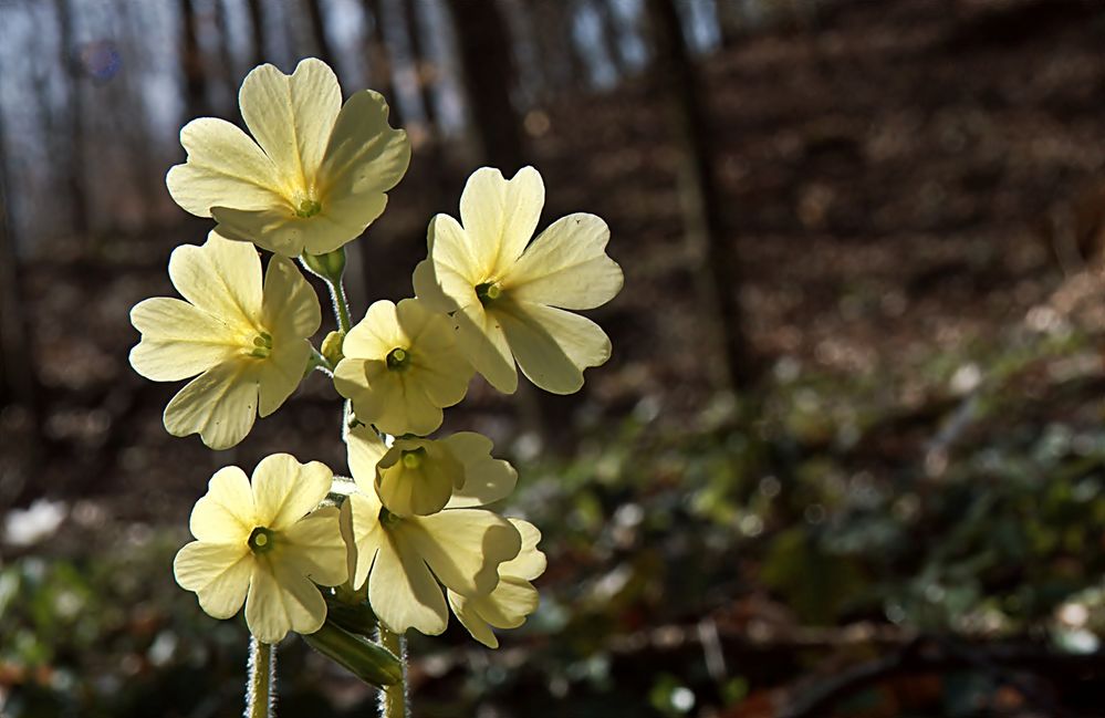 korrigiert:  *Hohe Schlüsselblume*