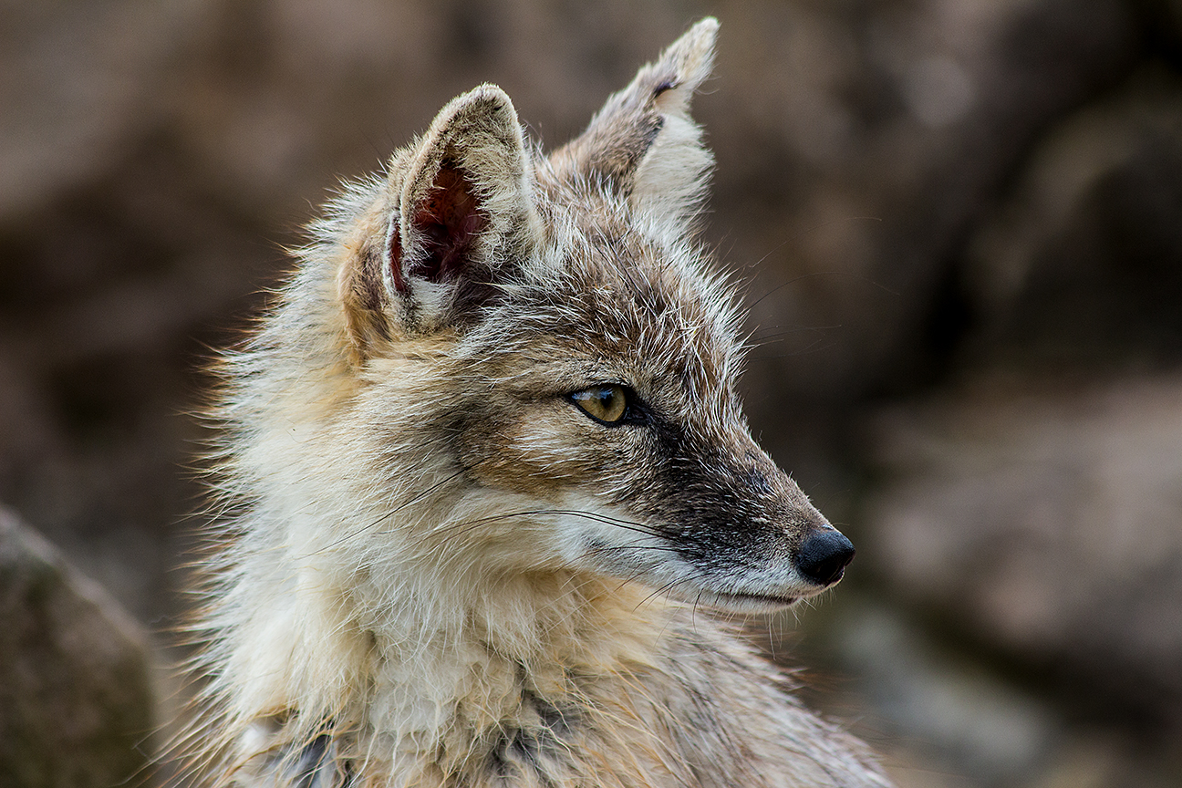 Korsak II (Steppenwolf) Saarbrücker Zoo